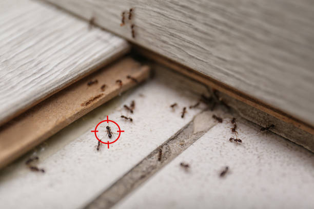 Best Mosquito Control Services  in North Ballston Spa, NY