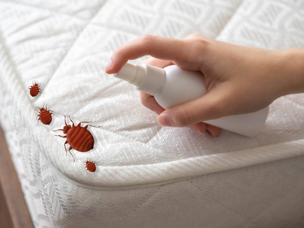 Best Termite Control Services  in North Ballston Spa, NY