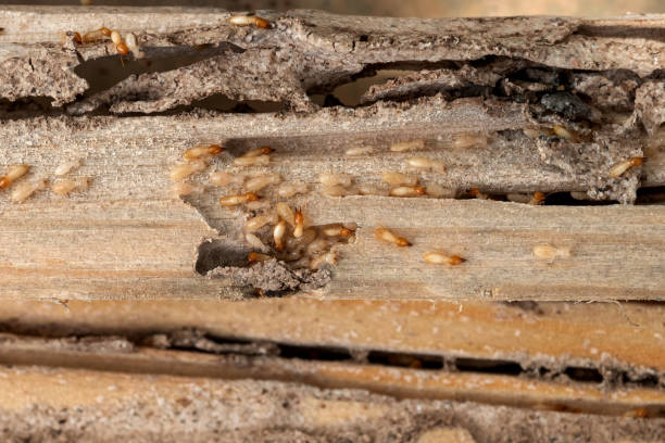 Best Wildlife Control Services  in North Ballston Spa, NY
